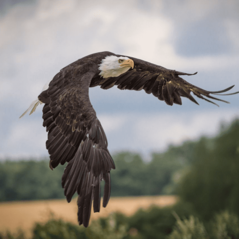 useful mistakes eagle hedgehog