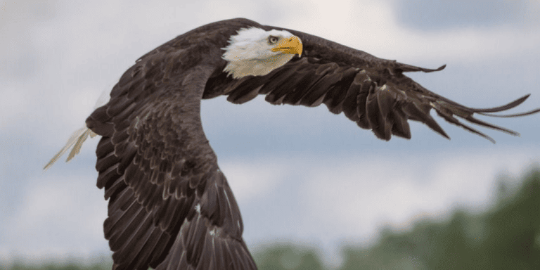 useful mistakes eagle hedgehog